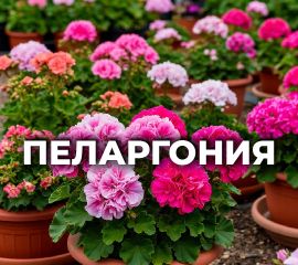 ПЕЛАРГОНИЯ