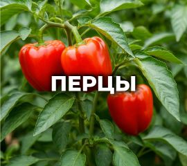 ПЕРЦЫ