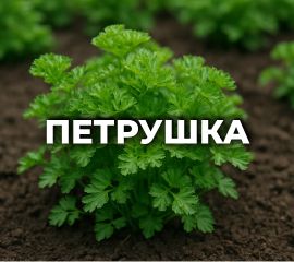 ПЕТРУШКА