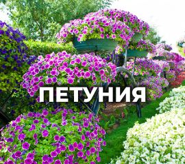 ПЕТУНИЯ
