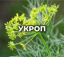 УКРОП