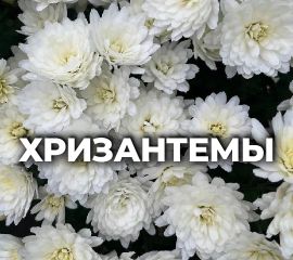 ХРИЗАНТЕМА