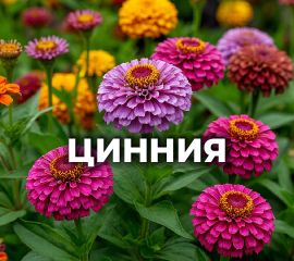 ЦИННИЯ