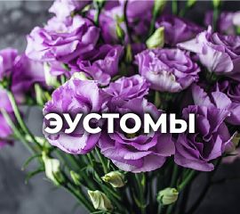 ЭУСТОМА (ЛИЗИАНТУС)