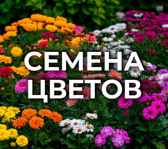 Семена цветов