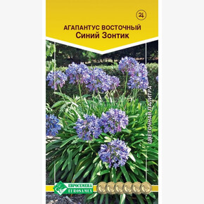 Агапантус СИНИЙ ЗОНТИК восточный 7 шт/ Евросемена