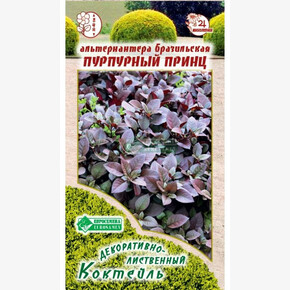 Альтернантера бразильская Пурпурный Принц (3 шт)