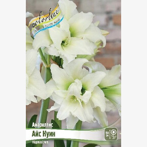 АМАРИЛЛИС АЙС КУИН