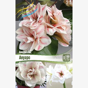 АМАРИЛЛИС АКУАРО