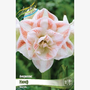 АМАРИЛЛИС НИМФ