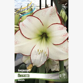 АМАРИЛЛИС ПИКАССО
