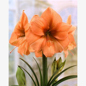 АМАРИЛЛИС РИЛОНА