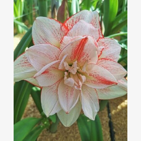 АМАРИЛЛИС СТРИПЕД АМАДЕУС