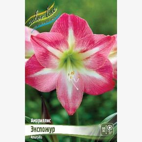 АМАРИЛЛИС ЭКСПОЖУР