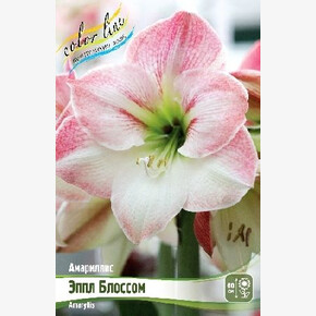 АМАРИЛЛИС ЭППЛ БЛОССОМ
