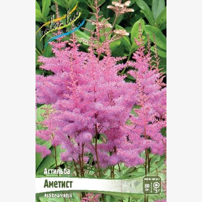 АСТИЛЬБА АМЕТИСТ