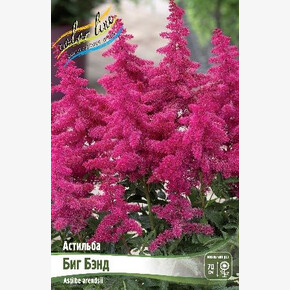 Астильба Биг Бэнд (arend.)