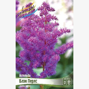 АСТИЛЬБА БЛЭК ПЕРЛС