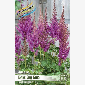 АСТИЛЬБА БЛЭК ЭНД БЛЮ