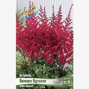 АСТИЛЬБА ВИЖИОН ВУЛКАНО