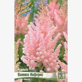 АСТИЛЬБА ВИЖИОН ИНФЕРНО