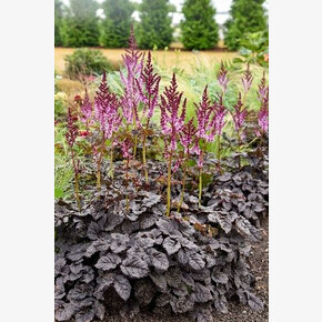 АСТИЛЬБА ДАРКСАЙД ОФ ЗЕ МУН
