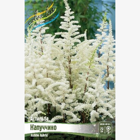 АСТИЛЬБА КАПУЧЧИНО