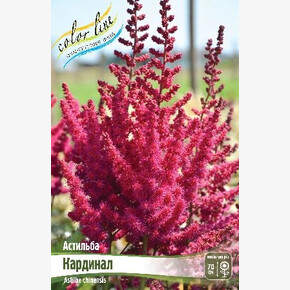 АСТИЛЬБА КАРДИНАЛ