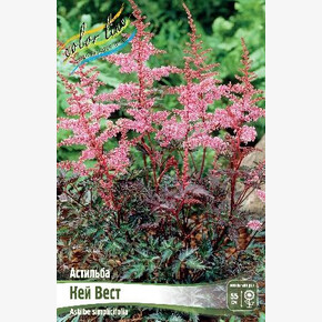 АСТИЛЬБА КЕЙ ВЕСТ