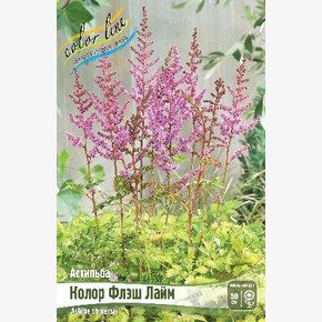 АСТИЛЬБА КОЛОР ФЛЭШ ЛАЙМ