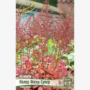 АСТИЛЬБА КОЛОР ФЛЭШ СУПЕР