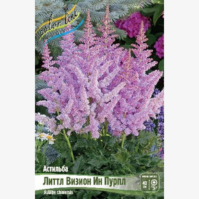 АСТИЛЬБА ЛИТТЛ ВИЗИОН ИН ПУРПЛ