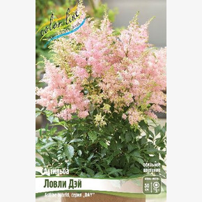 АСТИЛЬБА ЛОВЛИ ДЭЙ