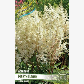 АСТИЛЬБА МАЙТИ ПЛОНИ