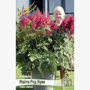 АСТИЛЬБА МАЙТИ РЕД КУИН