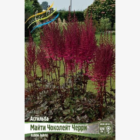 АСТИЛЬБА МАЙТИ ЧОКОЛЕЙТ ЧЕРРИ