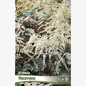 АСТИЛЬБА МОКАЧЧИНО