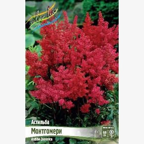 АСТИЛЬБА МОНТГОМЕРИ