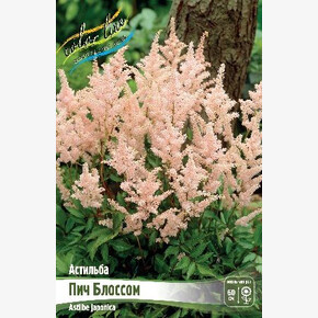 АСТИЛЬБА ПИЧ БЛОССОМ