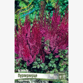 АСТИЛЬБА ПУРПЕРКЕРЦЕ
