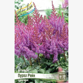 АСТИЛЬБА ПУРПЛ РЕЙН