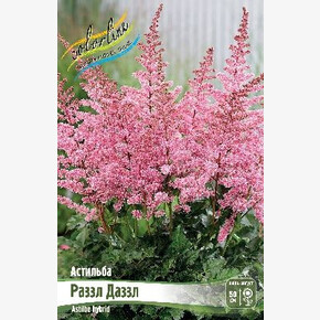 АСТИЛЬБА РАЗЗЛ ДАЗЗЛ