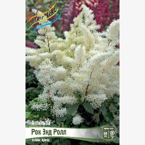 Астильба Рок Энд Ролл (hybr.)