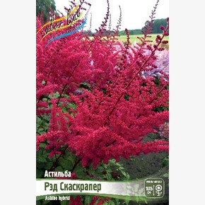 АСТИЛЬБА РЭД СКАЙСКРАПЕР