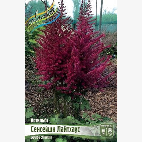 АСТИЛЬБА СЕНСЕЙШН ЛАЙТХАУС