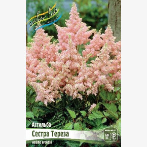 АСТИЛЬБА СЕСТРА ТЕРЕЗА