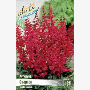 АСТИЛЬБА СПАРТАН