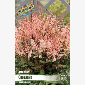 АСТИЛЬБА СПОТЛАЙТ