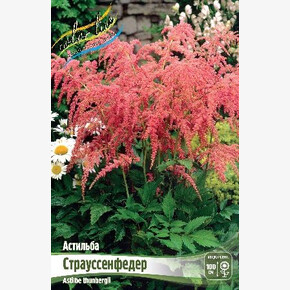 АСТИЛЬБА СТРАУССЕНФЕДЕР