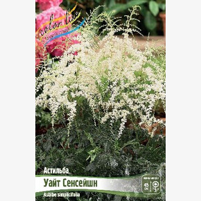 АСТИЛЬБА УАЙТ СЕНСЕЙШН